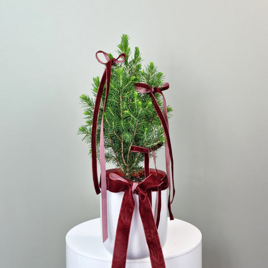 Fresh Christmas Tree - mini