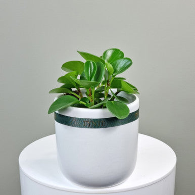 Peperomia Plant in Ceramic