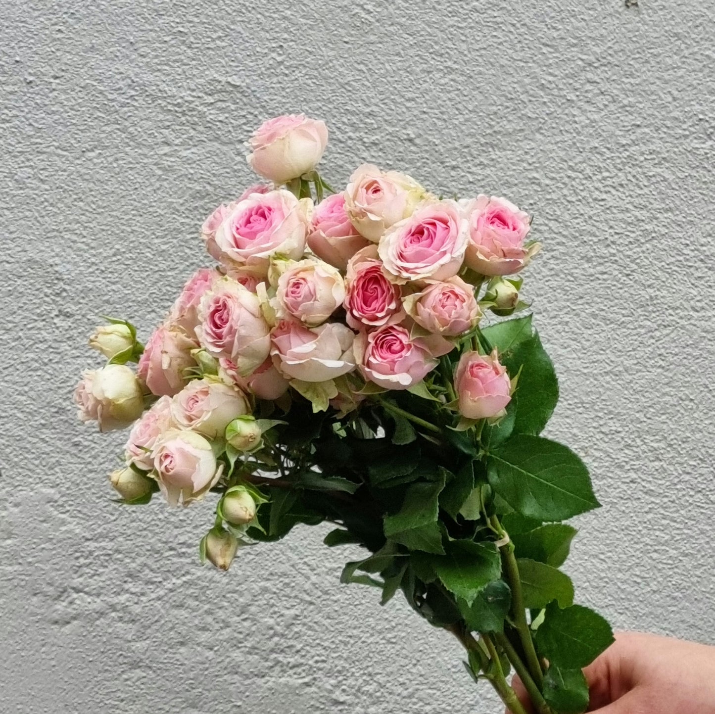Lucky Dip Spray Roses - 1 bunch