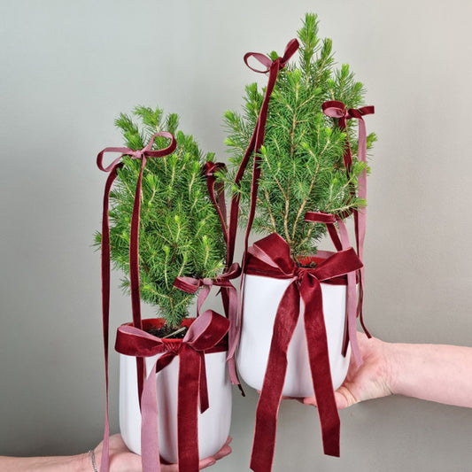 Fresh Christmas Tree - Duo