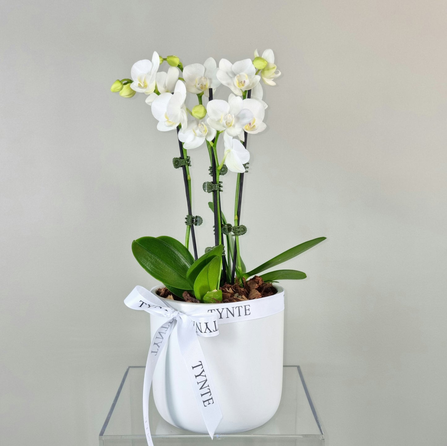 Double Mini Phalaenopsis Orchid in Ceramic