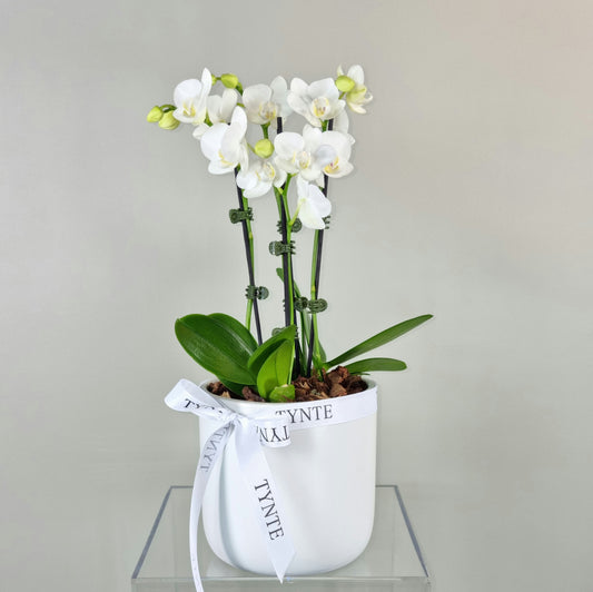 Double Mini Phalaenopsis Orchid in Ceramic