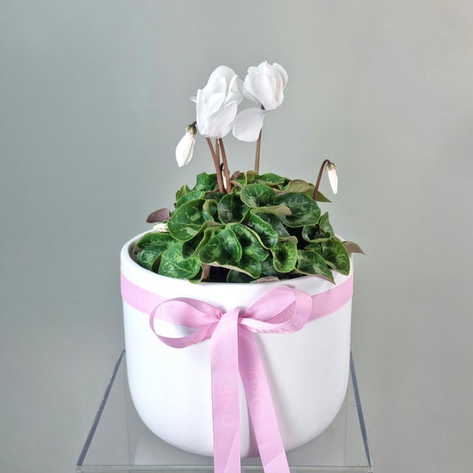 Cyclamen Plant - White