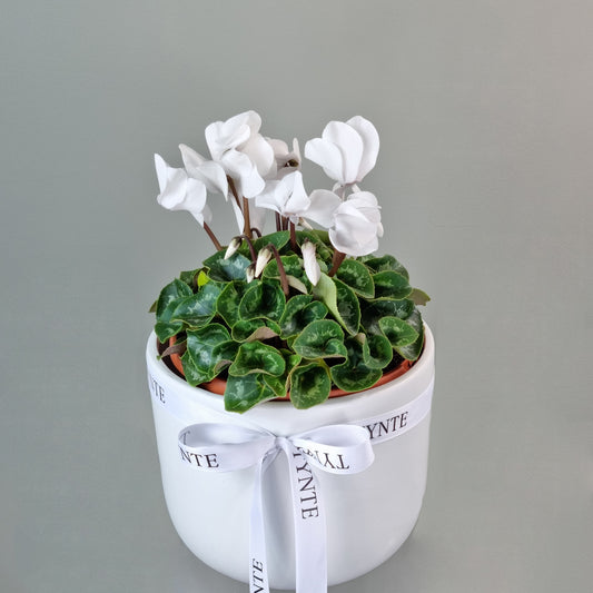 Cyclamen Plant - White