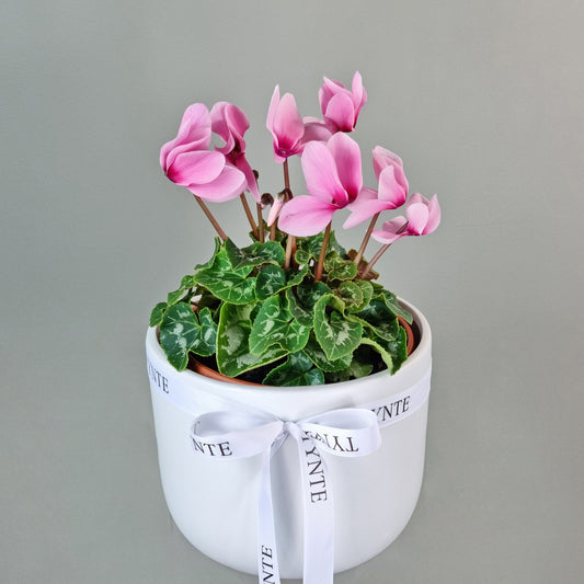 Cyclamen Plant - Pink