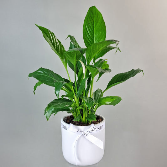 Peace Lily Plant in Ceramic