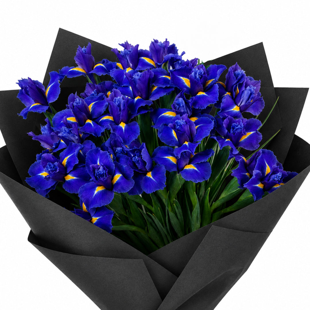 Iris - 3 bunches