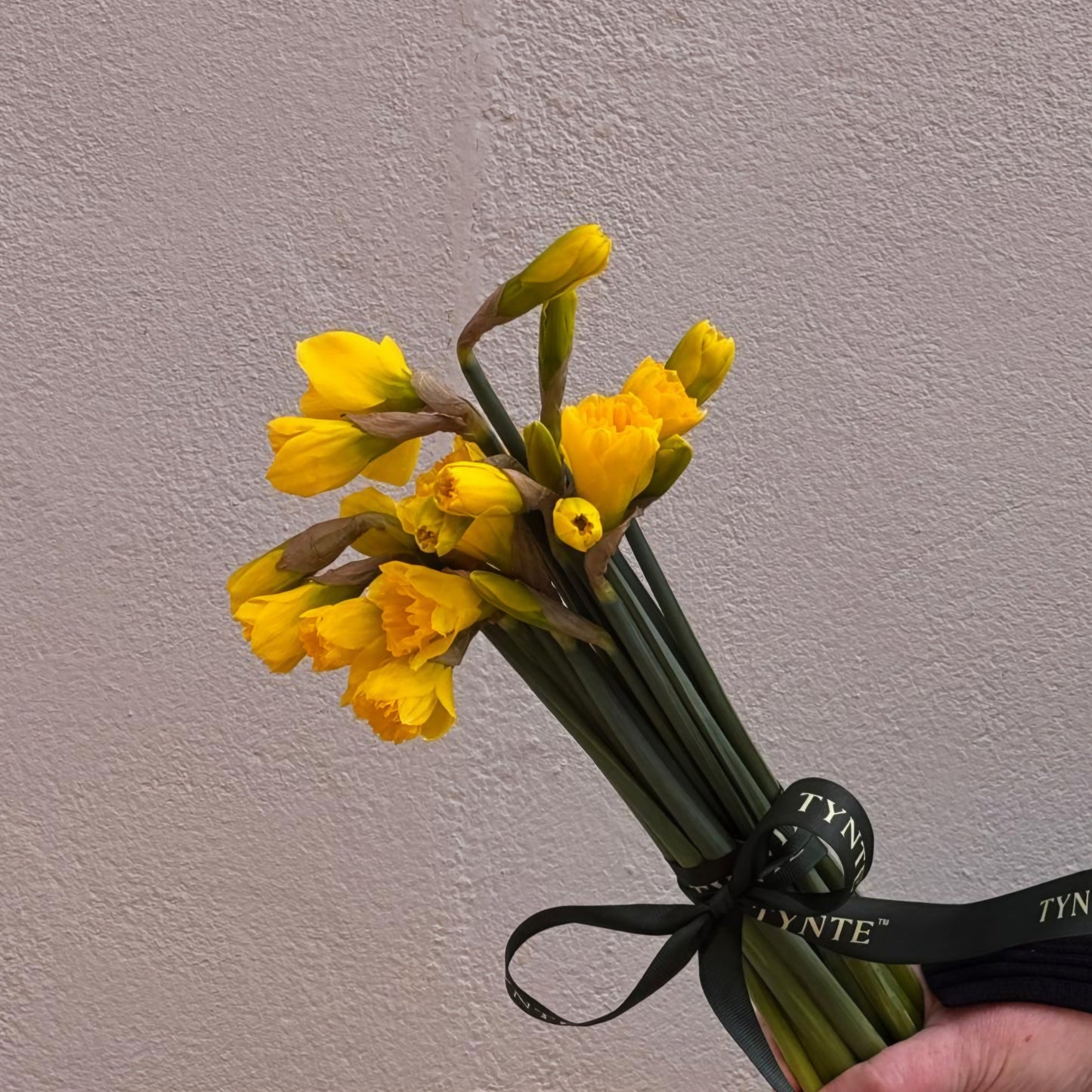 Daffodils - 2 bunches