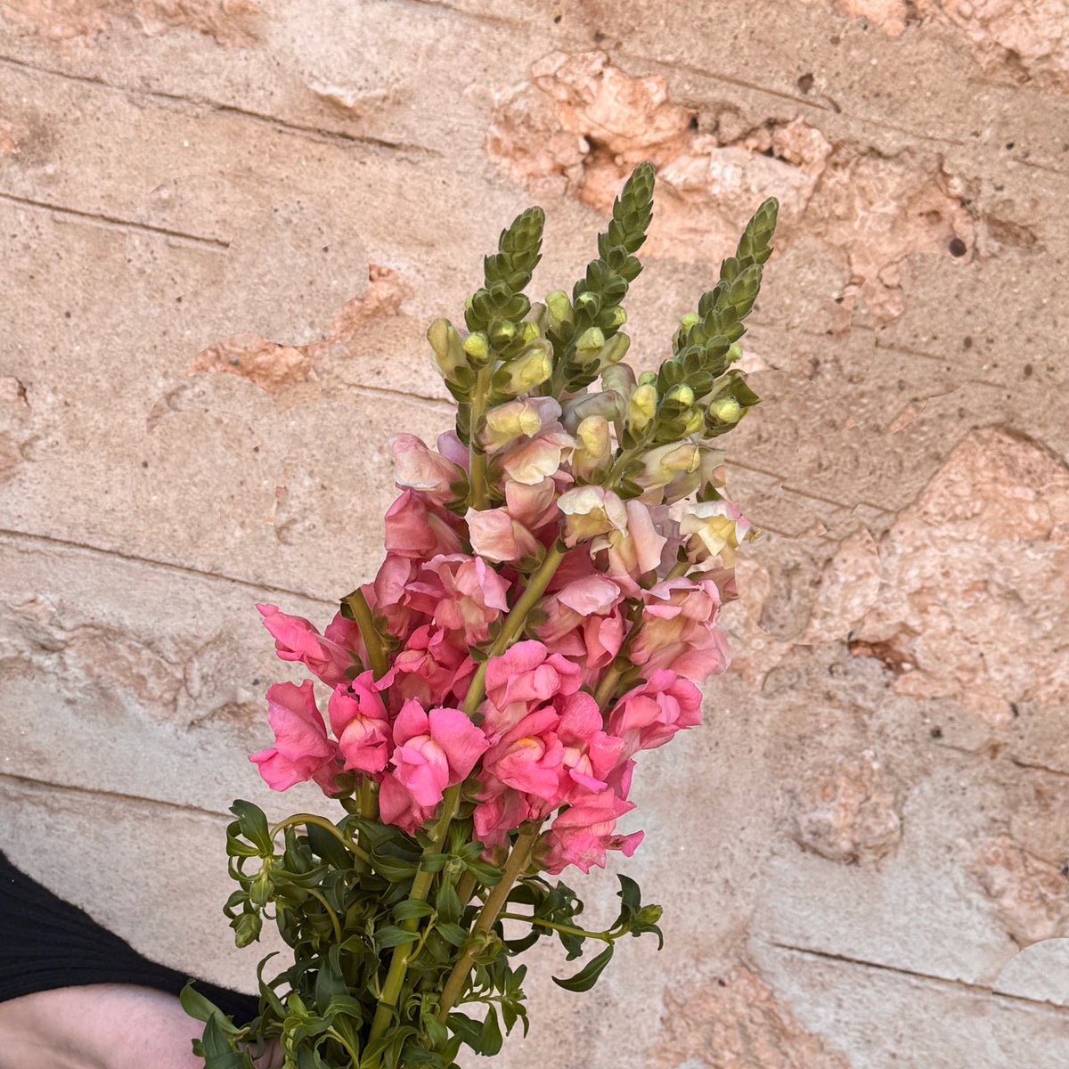 Lucky Dip Snapdragons - 1 bunch