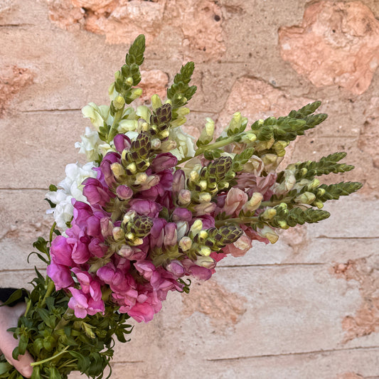 Lucky Dip Snapdragons - 3 bunches