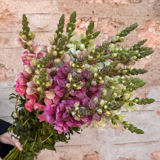 Lucky Dip Snapdragons - 5 bunches