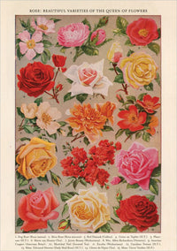 Roses Card