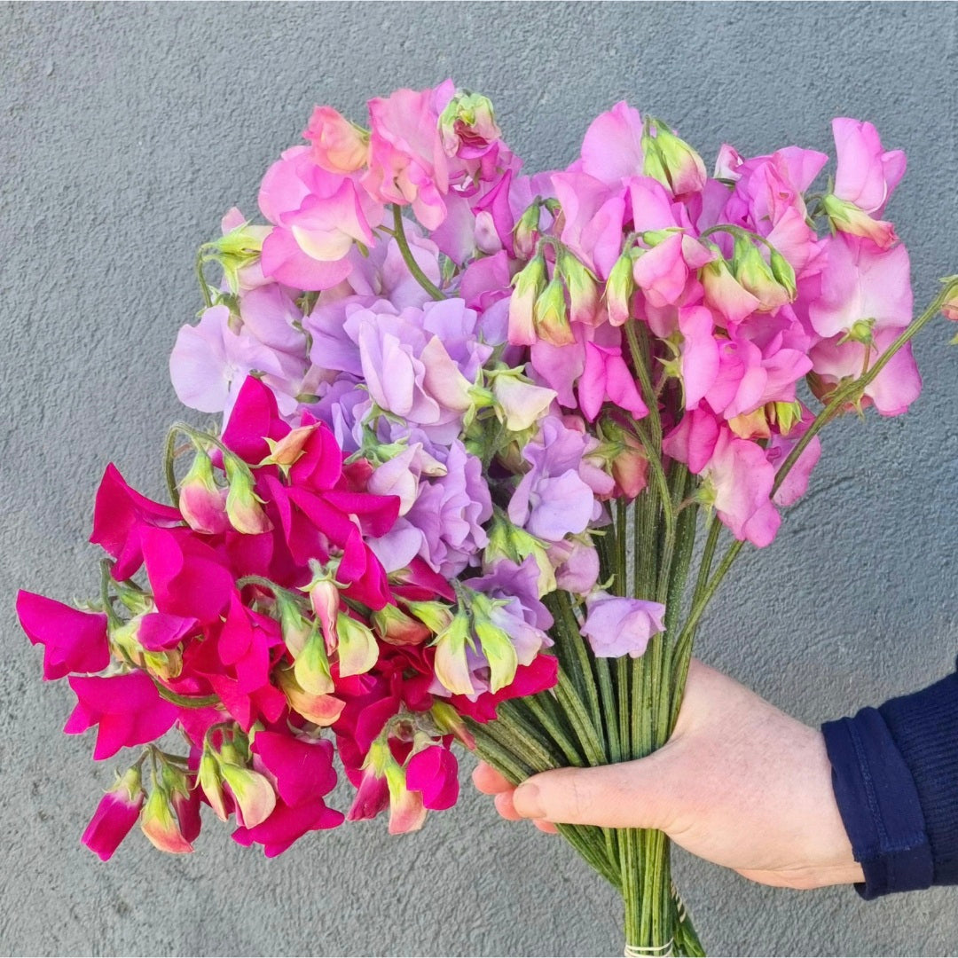 Lucky Dip Sweet Pea - 3 bunches