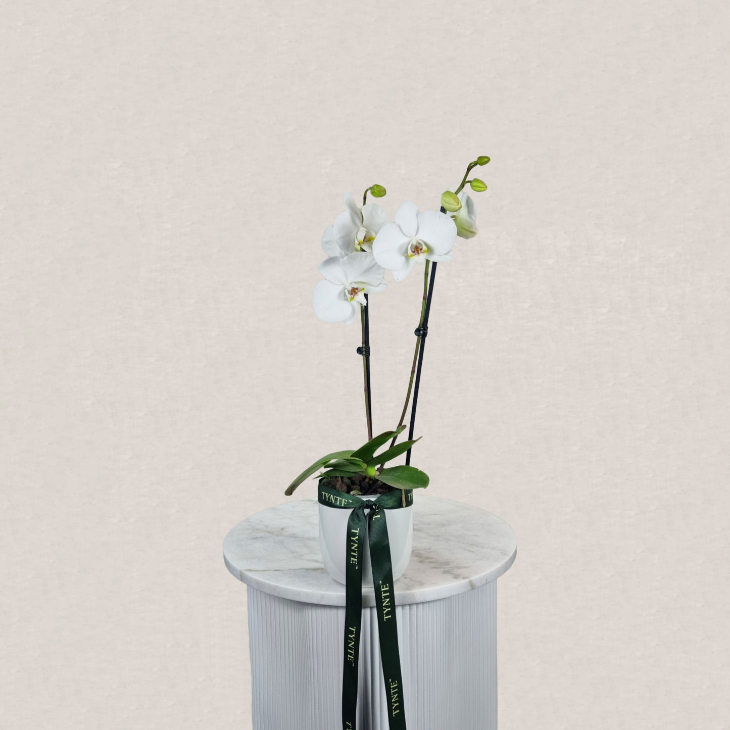 White Phalaenopsis Orchid in Ceramic