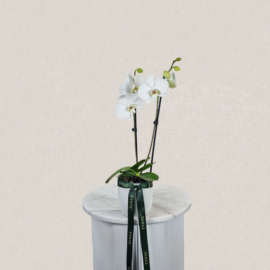 White Phalaenopsis Orchid in Ceramic