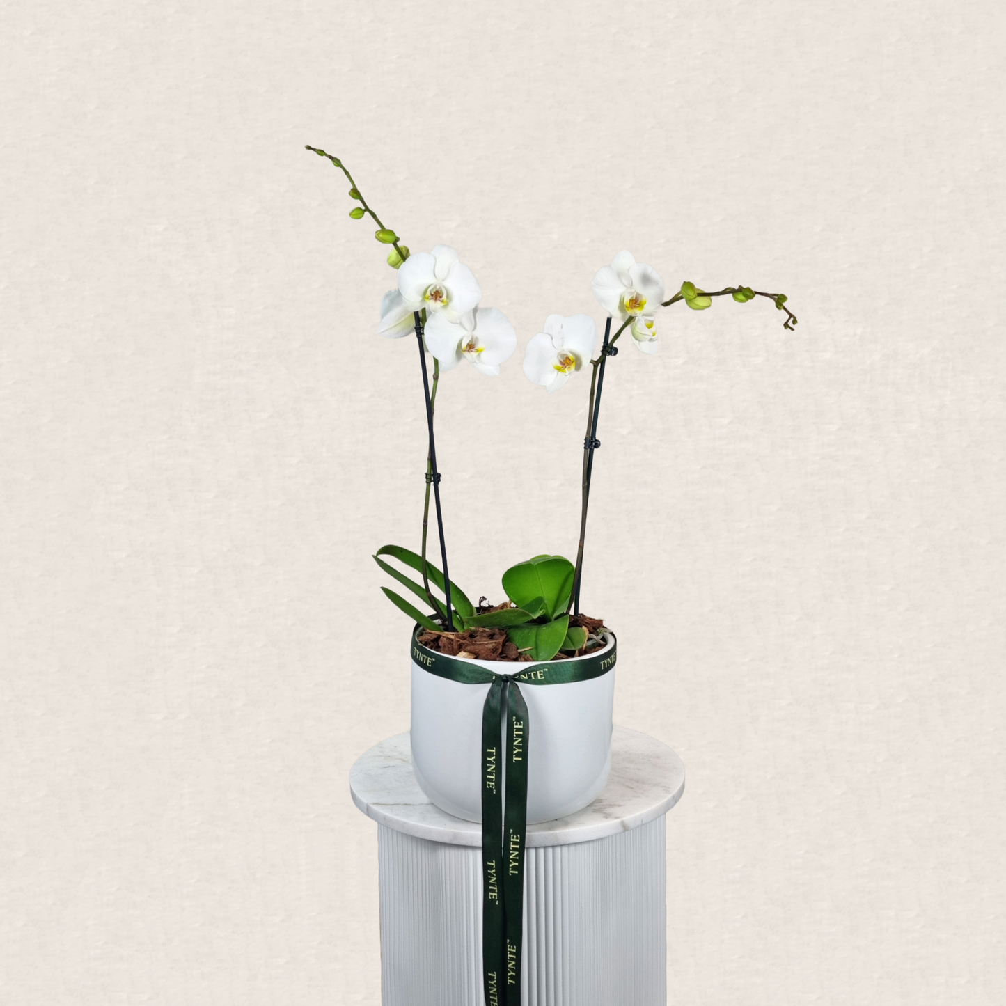 Luxe Phalaenopsis Orchid in Ceramic