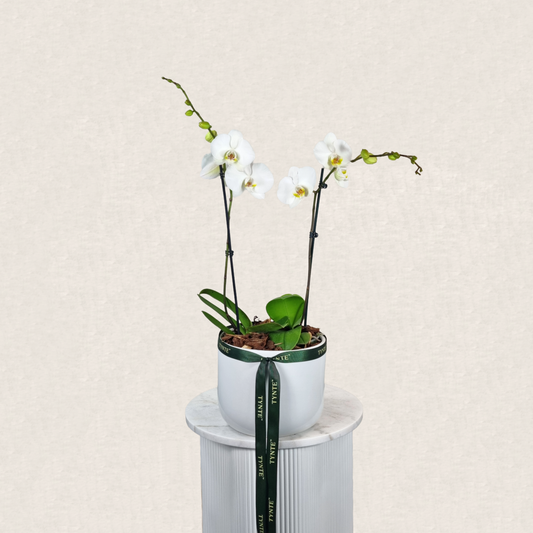 Luxe Phalaenopsis Orchid in Ceramic