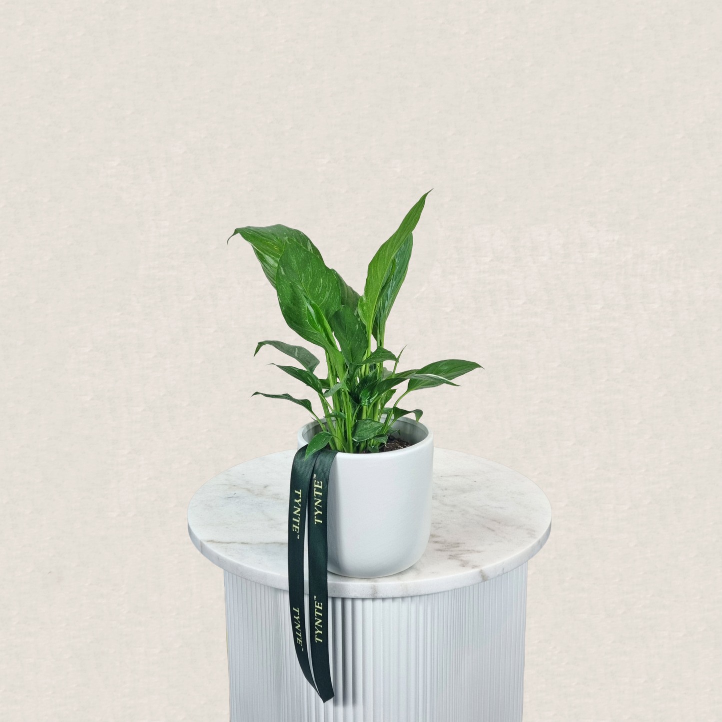 Mini Peace Lily in Ceramic