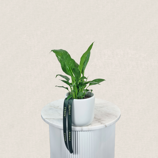 Mini Peace Lily in Ceramic