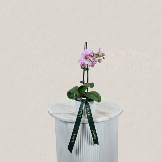 Mini Phalaenopsis Orchid - Magenta