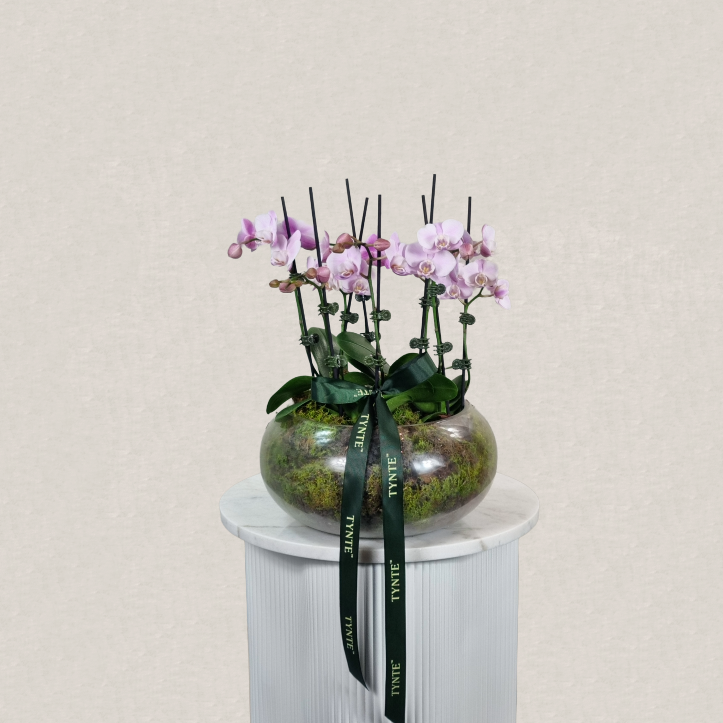 Mini Phalaenopsis Orchid Garden