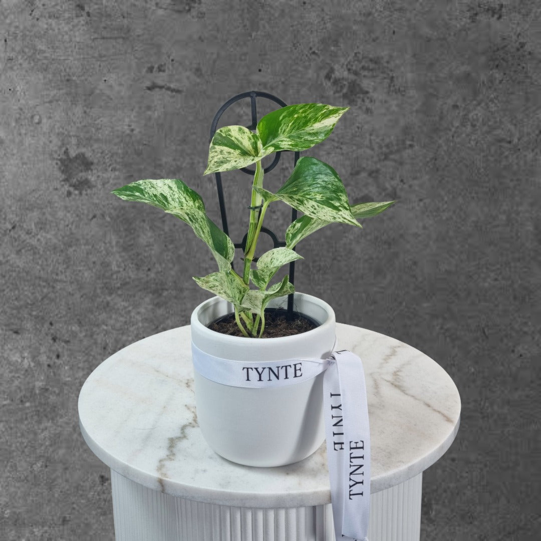 Marble Queen in Ceramic