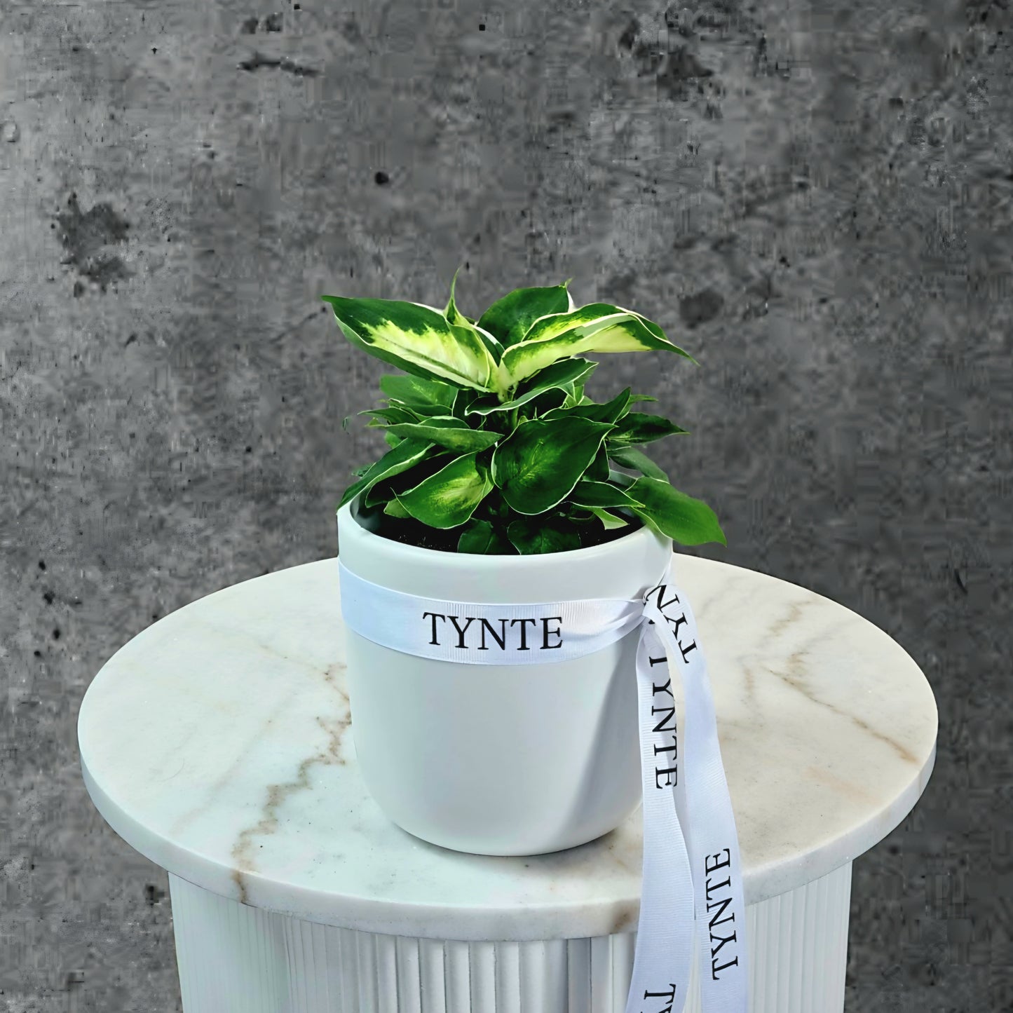 Cool Beauty Plant