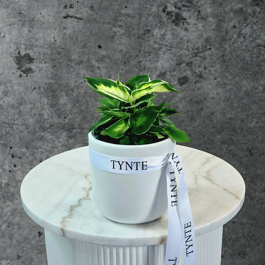 Cool Beauty Plant