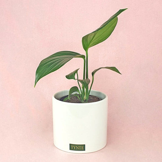 Mini Dragon Tail in Ceramic