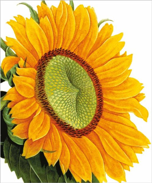 Sunflower Card