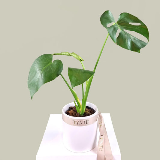 Mini Monstera in Ceramic