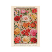 Roses Card